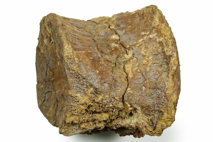 Fossil Hadrosaur (Edmontosaurus) Dorsal Vertebra Centrum - Wyoming #371508